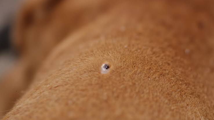 Why Do Dogs Get Skin Tags? Types & Causes 2026