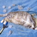 Why Is My Cat Losing Hair on Her Belly and Legs? Causes & Fixes 2026