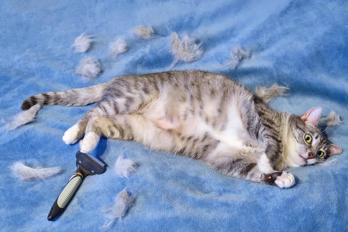 Why Is My Cat Losing Hair on Her Belly and Legs? Causes & Fixes 2026