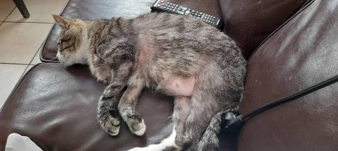 Why Is My Cat Losing Hair on Her Belly and Legs? Causes & Fixes 2026