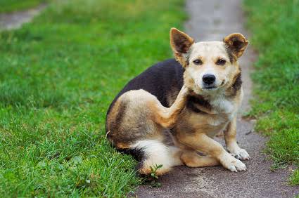 Why Does My Dog Keep Scratching? Causes & Solutions 2026