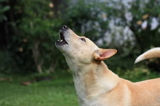 Why Do Dogs Howl at Night? The Real Reason 2026