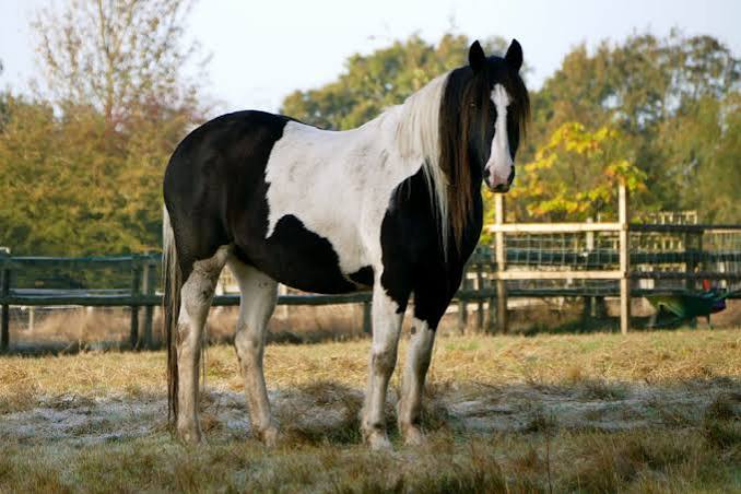 Why Can't Horses Throw Up? The Surprising Reason 2026