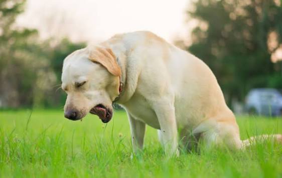 Why Does My Dog Keep Coughing and Gagging? Causes 2026