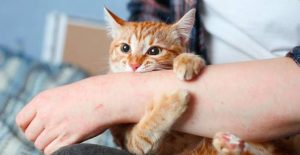 Why Do Cats Love Bite? The Surprising Reason 2026