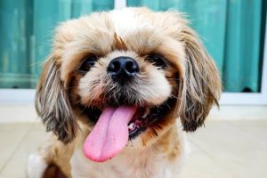 Why Do Dogs Get Skin Tags? Types & Causes 2026