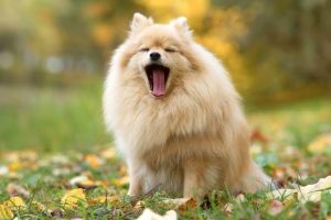 Why Does My Dog Yawn When I Pet Him? What It Means 2026
