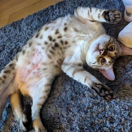 Why Is My Cat Losing Hair on Her Belly and Legs? Causes & Fixes 2026