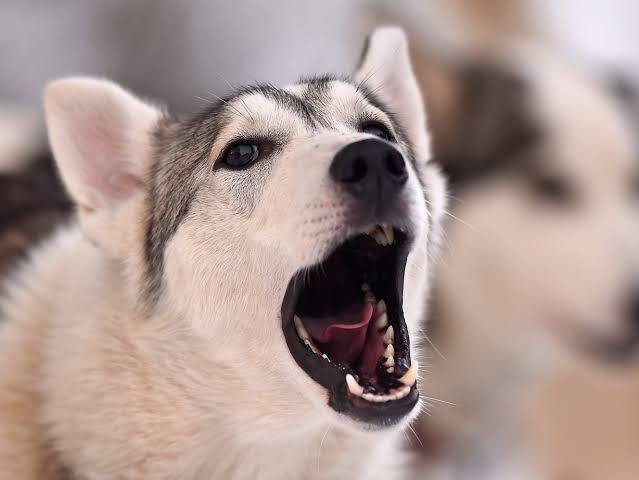 Why Do Dogs Howl at Night? The Real Reason 2026