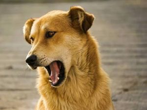 Why Does My Dog Keep Coughing and Gagging? Causes 2026