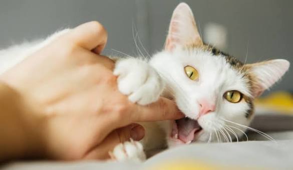 Why Do Cats Love Bite? The Surprising Reason 2026