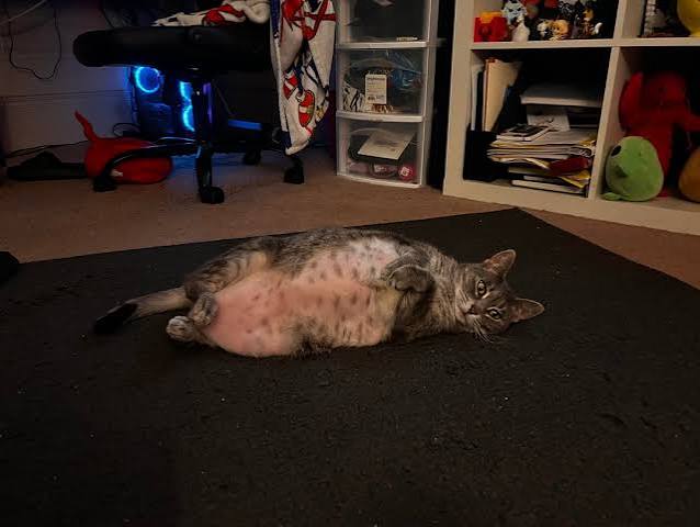 Why Is My Cat Losing Hair on Her Belly and Legs? Causes & Fixes 2026