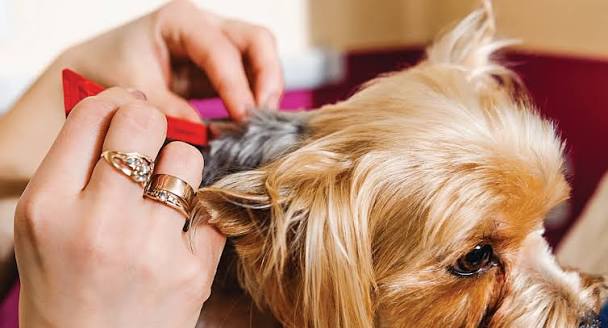 Why Does My Dog Keep Scratching? Causes & Solutions 2026
