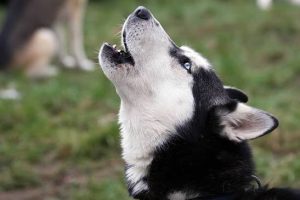 Why Do Dogs Howl at Night? The Real Reason 2026