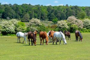 Why Can't Horses Throw Up? The Surprising Reason 2026