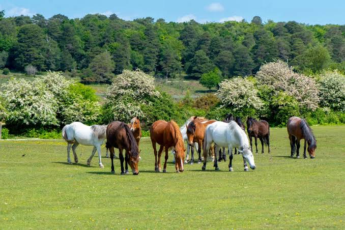Why Can't Horses Throw Up? The Surprising Reason 2026
