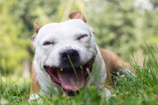 Why Does My Dog Keep Coughing and Gagging? Causes 2026