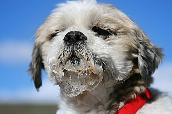 Why Is My Dog Drooling So Much All of a Sudden? Causes 2026