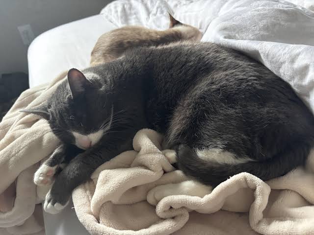 Why Are My Cat's Ears Cold? Causes & What It Means 2026