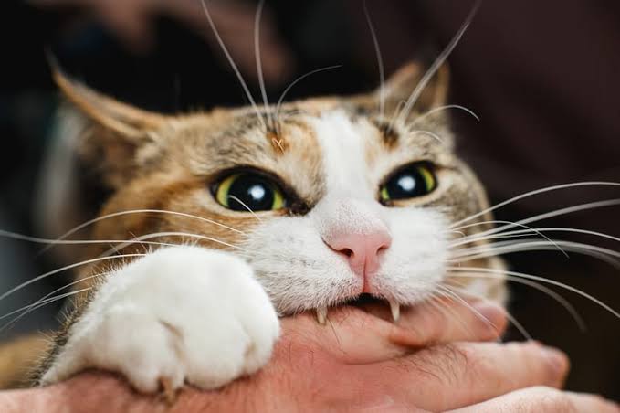 Why Do Cats Love Bite? The Surprising Reason 2026
