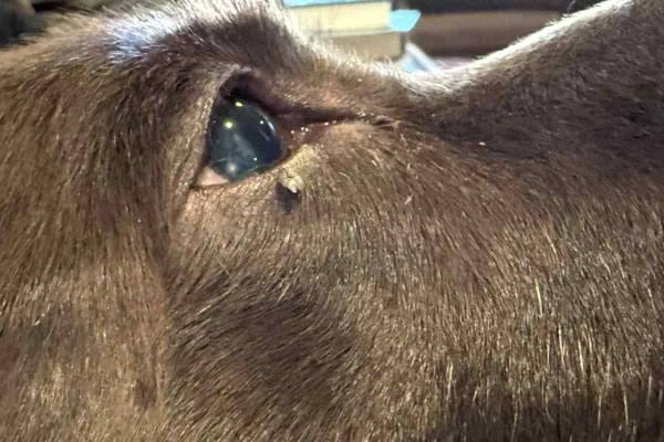 Why Do Dogs Get Skin Tags? Types & Causes 2026