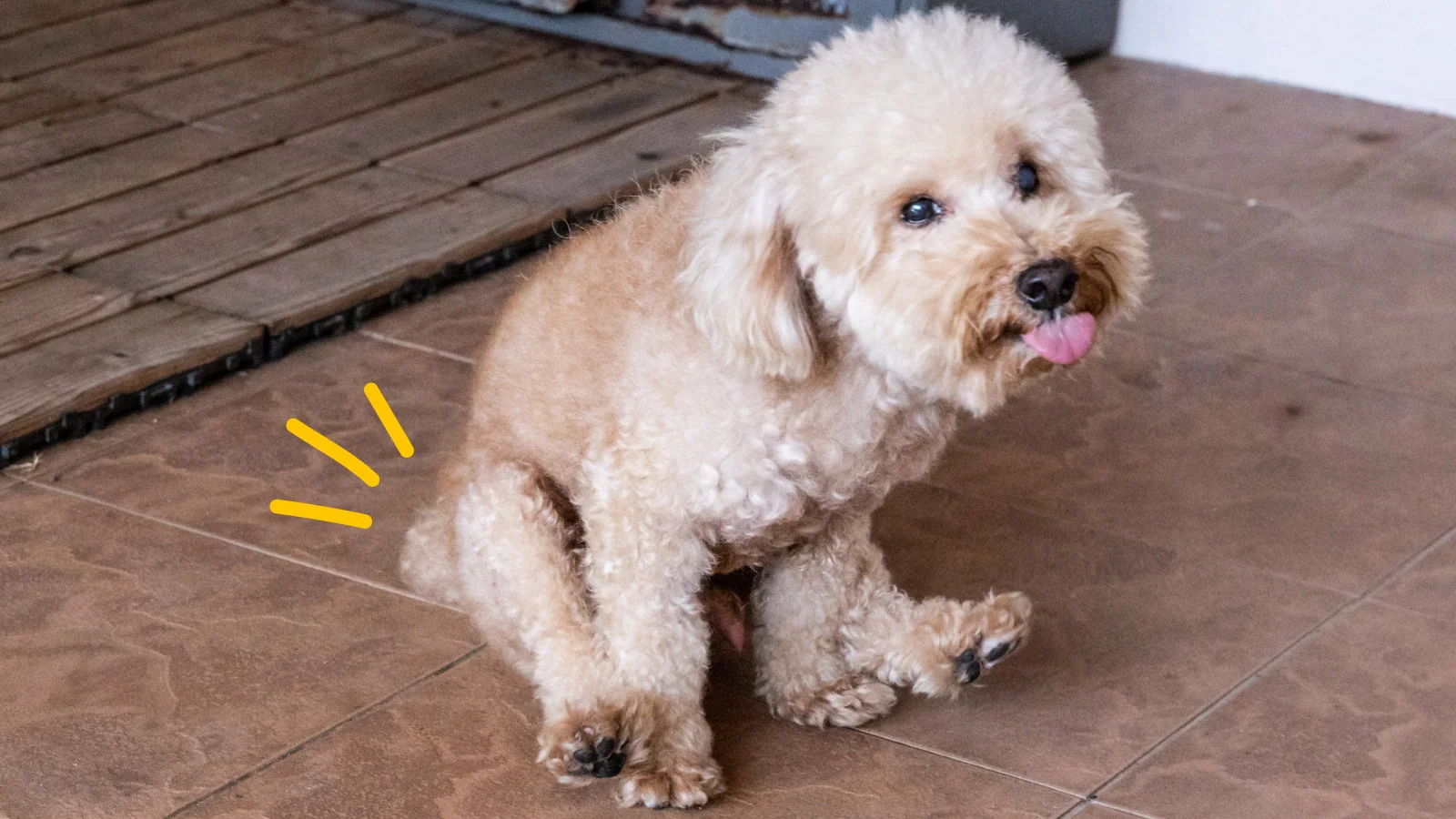 Why Is My Dog Scooting Her Butt? Causes & Solutions 2026