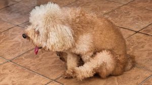Why Is My Dog Scooting Her Butt? Causes & Solutions 2026