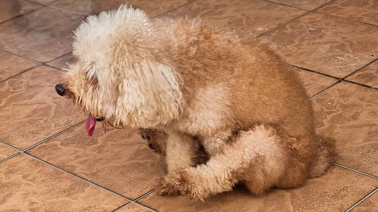 Why Is My Dog Scooting Her Butt? Causes & Solutions 2026