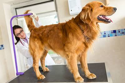 Why Is My Dog Scooting Her Butt? Causes & Solutions 2026