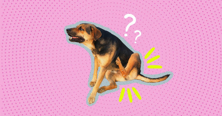 Why Is My Dog Scooting Her Butt? Causes & Solutions 2026